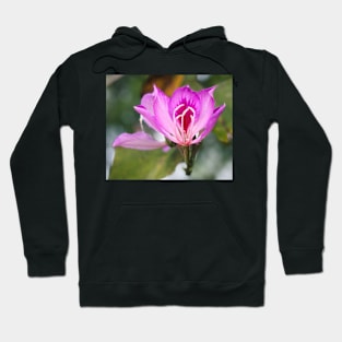 Bauhinia Hoodie